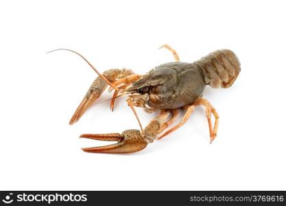 River raw crayfish closeup on white background