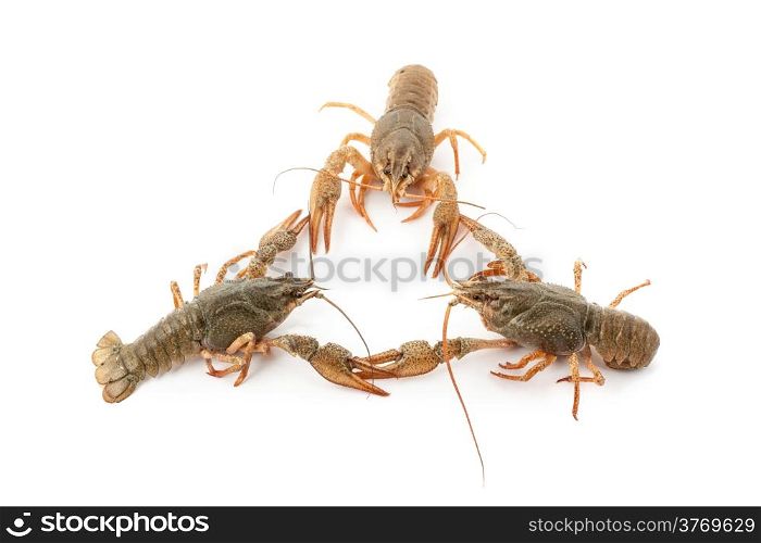 River raw crayfishes closeup on white background