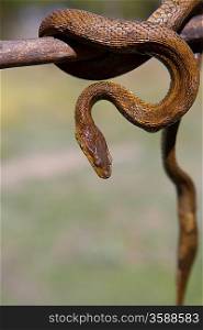 River snake on wooden stick with blurred background outdoor