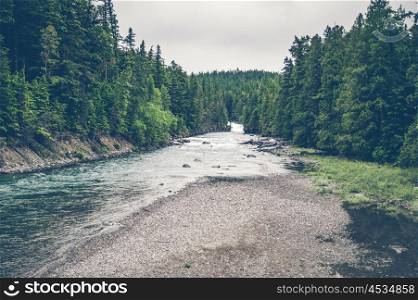 River stream surrounded by green pine trees