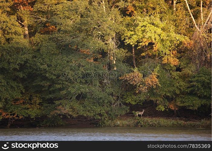 River sunrise with deer on the bank