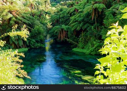 River surrounded in lush green scenery in New Zealand. River surrounded in lush green scenery in Waikato, New Zealand