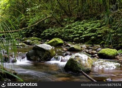 River through a forest. River through the forest in Mt Pirongia, Waikato, New Zealand
