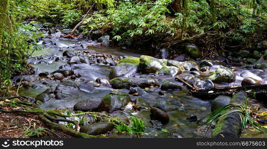 River through a forest. River through the forest in Mt Pirongia, Waikato, New Zealand