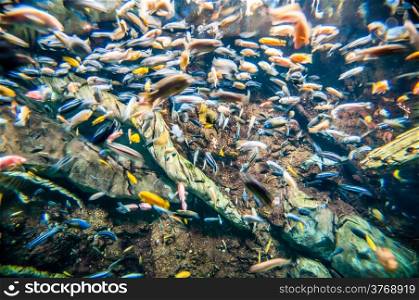 river trout in fresh underwater