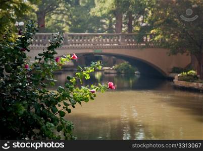 River walk in San Antonio with the river and bridge framed by bright backlit flower