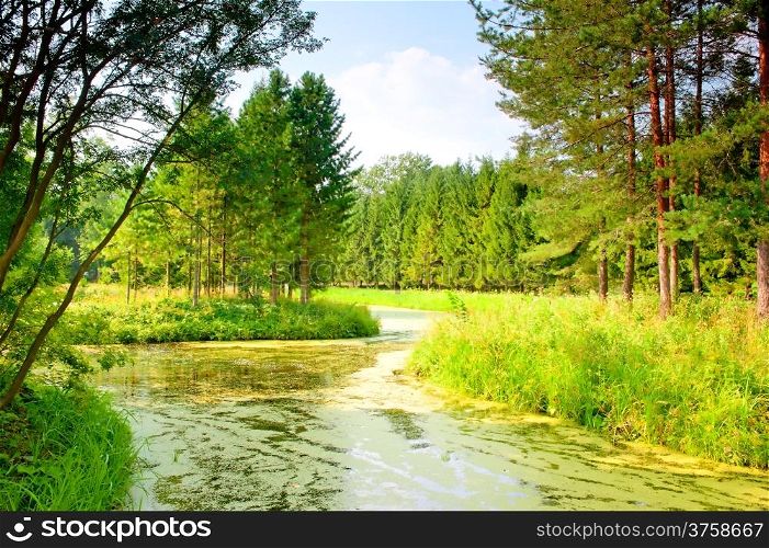 river with mud flows in the coniferous forest