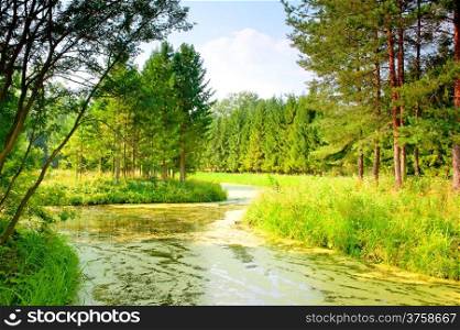 river with mud flows in the coniferous forest