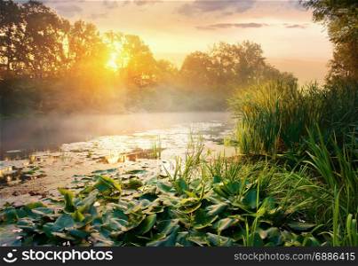 River with water lillies and reeds on its bank at sunrise