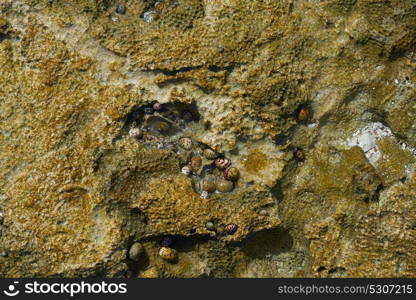 Riviera Maya coral reef on beach sand in Mayan Mexico