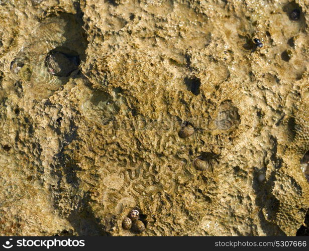 Riviera Maya coral reef on beach sand in Mayan Mexico