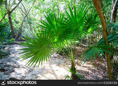 Riviera maya rainforest jungle in Mexico