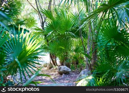 Riviera maya rainforest jungle in Mexico