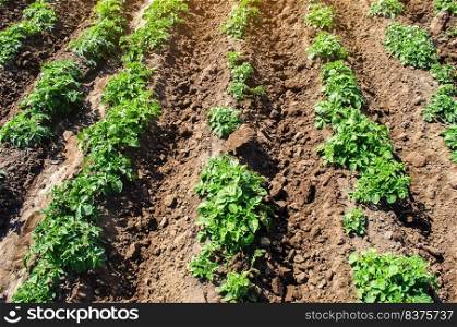Riviera variety potato bushes plantation on a farm agro cultural field. Cultivation and care, harvesting in late spring. Agroindustry and agribusiness. Agriculture, growing food vegetables.