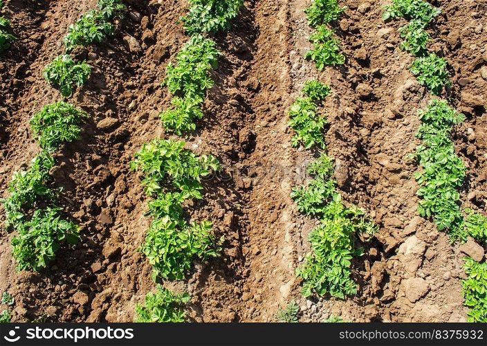 Riviera variety potato bushes plantation on a farm agro cultural field. Agriculture, growing food vegetables. Cultivation and care, harvesting in late spring. Agroindustry and agribusiness.