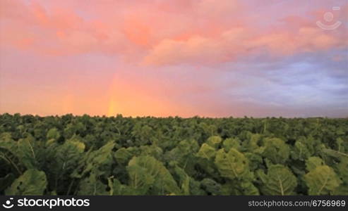 Rnbenfeld und r?tlicher Himmel