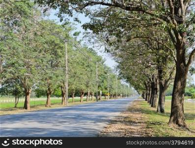 Road along with trees