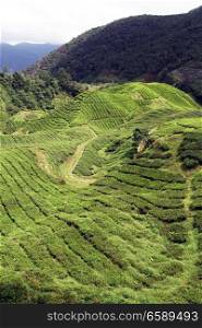 Road and footpath on the tea plantation, Malaysia