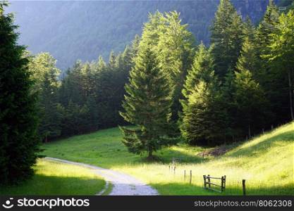 Road and forest in mountain area of Slovenia