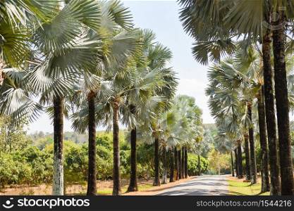 Road and palm decorate garden and green leaf / Walkway with palm tree in the tropical summer