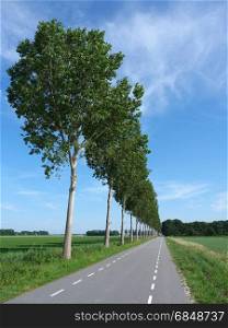 road and row of trees in dutch noordoostpolder in holland with blue sky in summer