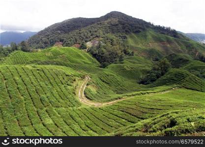 Road and tea plantation in Cameron Highlands, Malaysia