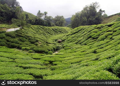 Road and tea plantation in Cameron Highlands, Malaysia