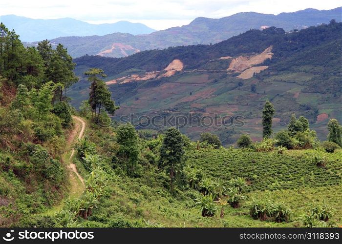Road and tea plantation in Yunnan, China