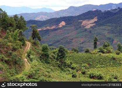 Road and tea plantation in Yunnan, China