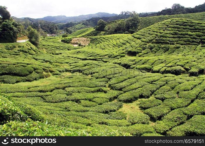 Road and tea plantation, Malaysia