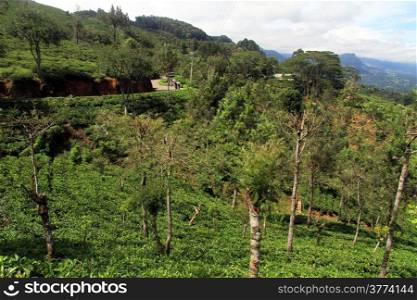 Road and tea plantation near Haputale, Sri Lanka