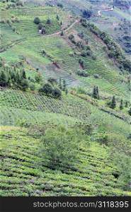 Road and tea plantations in Yunnan, China
