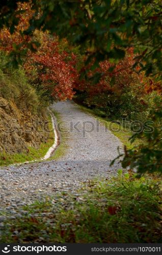 road and trees with autumn colors in the nature, autumn season