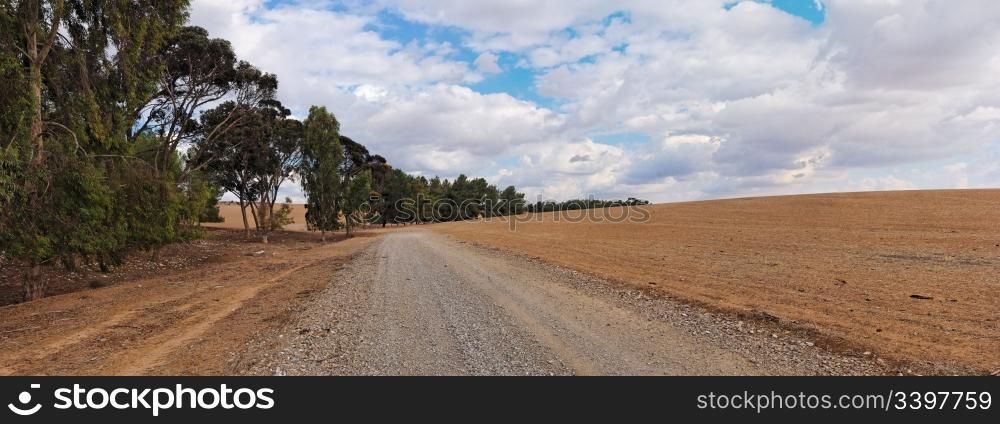 Road at the edge of plowed field and eucalyptus grove