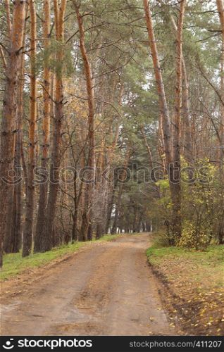 road at the forest