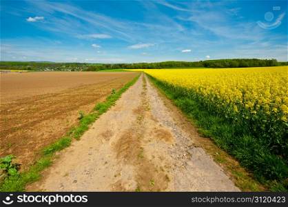 Road between Fields of Lucerne in Germany