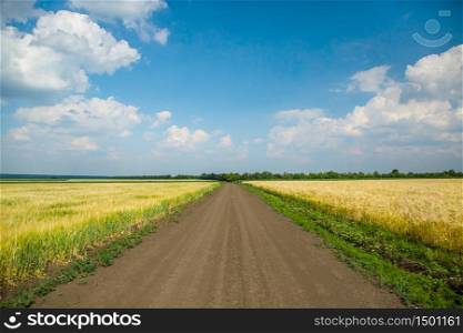 Road between fields. Yellow field, blue sky. Road between fields