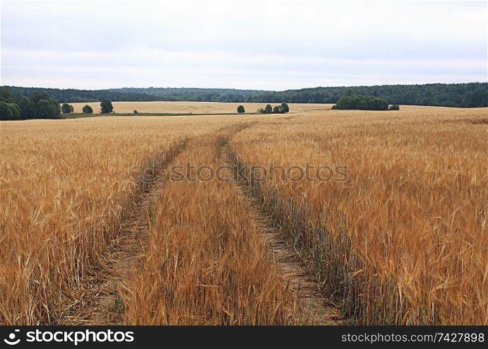 road by a wheat field landscape