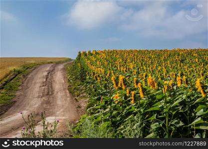 Road by the field of blooming sunflowers against the blue sky on a sunny day. Agricultural plants in the fields of the farm in the summer season.. Road by the field of blooming sunflowers against the blue sky on a sunny day.