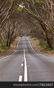 Road dips beneath am arching canopy of trees creating an ongoing journey image. Location is Kangaroo Island, South Australia.