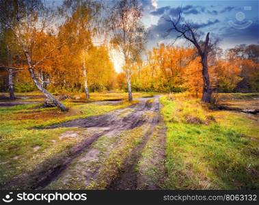 Road from summer to autumn by the dry tree. Road from summer to autumn