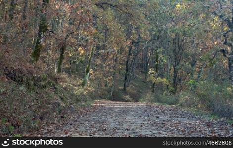 Road full of fallen leaves oaks in autumn