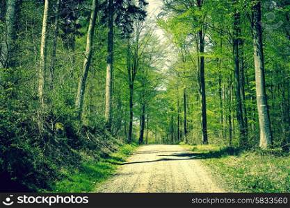 Road in a beech forest in the springtime