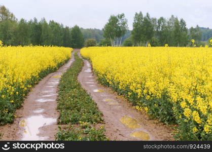 road in a canola field, yellow rape flowers in the farm land. yellow rape flowers in the farm land, road in a canola field