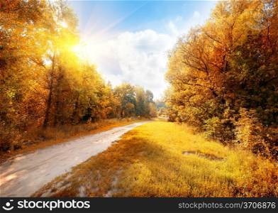 Road in a colorful autumn forest at sunny day