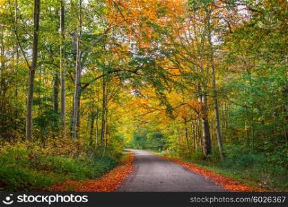 Road in a colorful forest at autumn