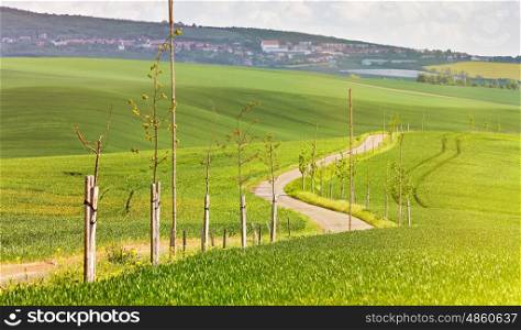 Road in a green spring farmland. Sunny rural spring landscape of South Moravia, Czech Republic. Young trees near the countryside road