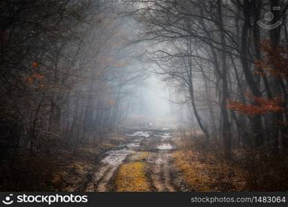 Road in a oak forest in autumn time in a foggy day