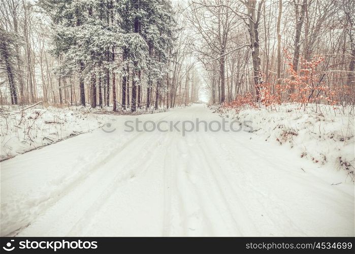 Road in a snowy forest in the winter