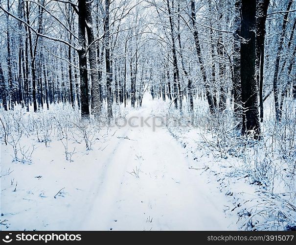 Road in a snowy forest under black trees